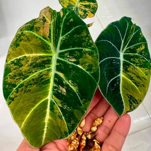 Alocasia nebula - Etsy 日本