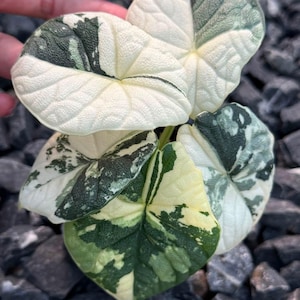 Alocasia melo albo - Etsy 日本