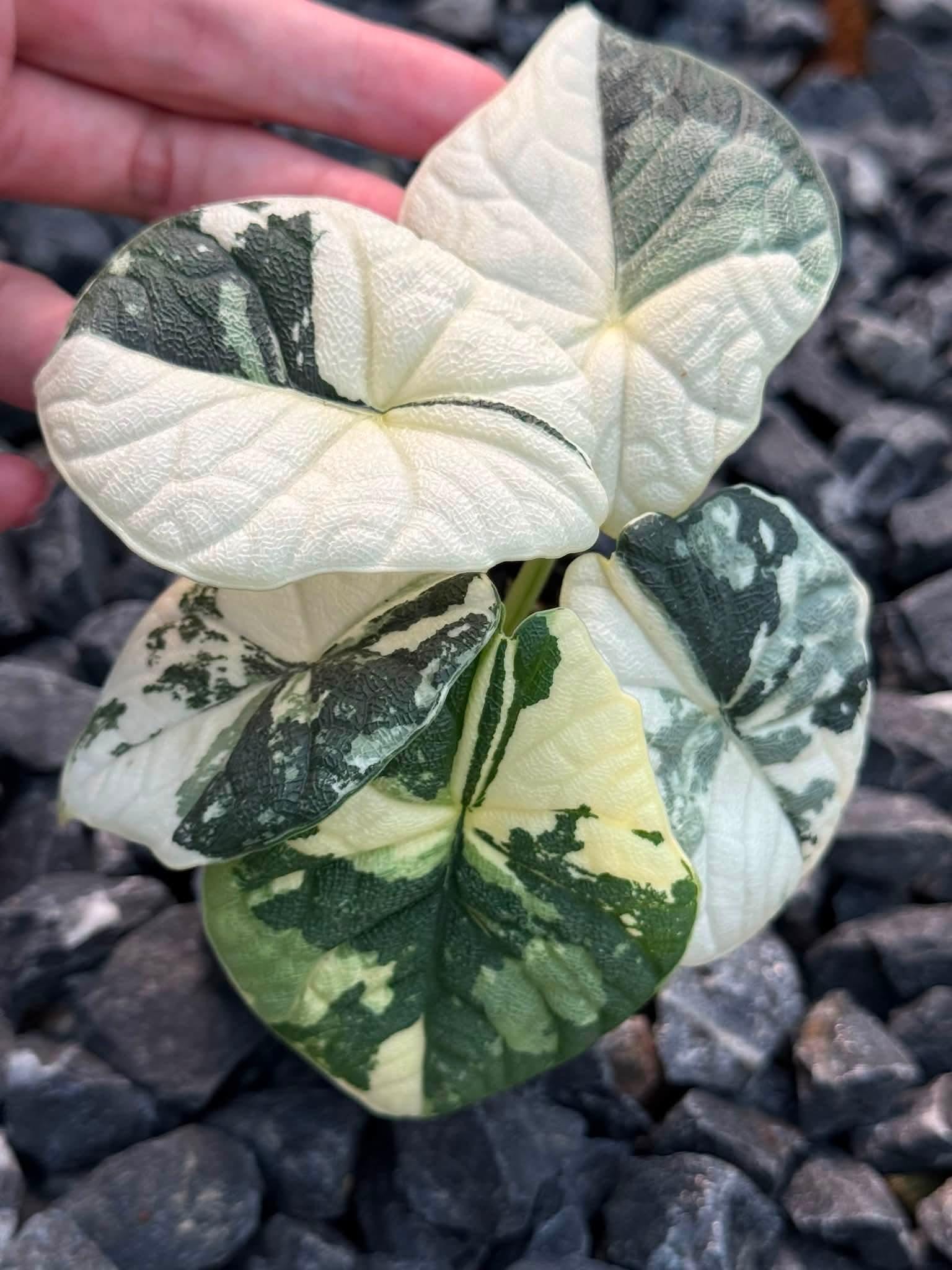 Variegated alocasia melo - Etsy 日本