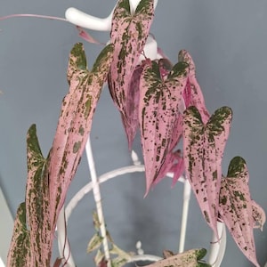 Puede incluir: Una planta Syngonium podophyllum con hojas variegadas en forma de corazón en tonos rosa y verde oscuro, que cuelgan de un enrejado circular de metal blanco rematado con una pequeña figura de pájaro blanco. El follaje es moteado.