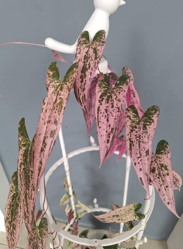 Alocasia cuprea pink - Etsy 日本