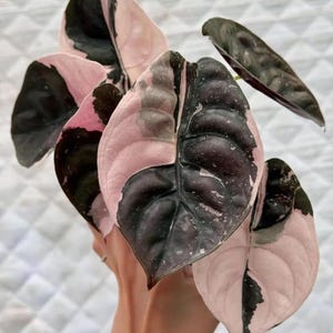 Alocasia nebula - Etsy 日本