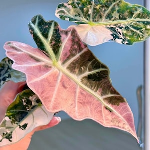 Alocasia melo albo - Etsy 日本