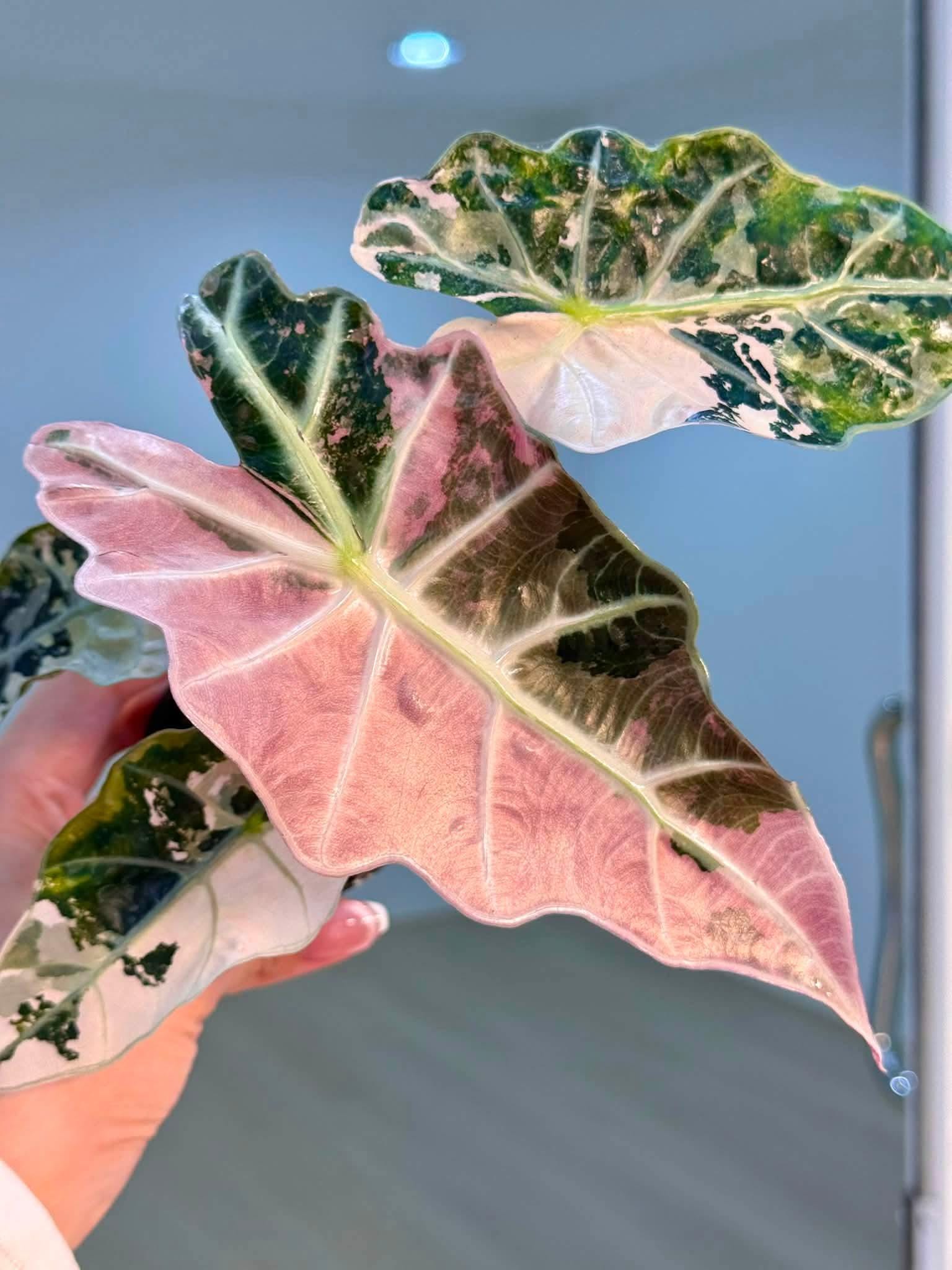 Alocasia Cuprea Albo Pink - Etsy