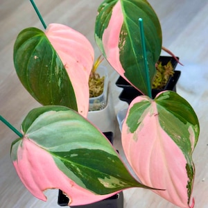 Philodendron micans - Etsy 日本