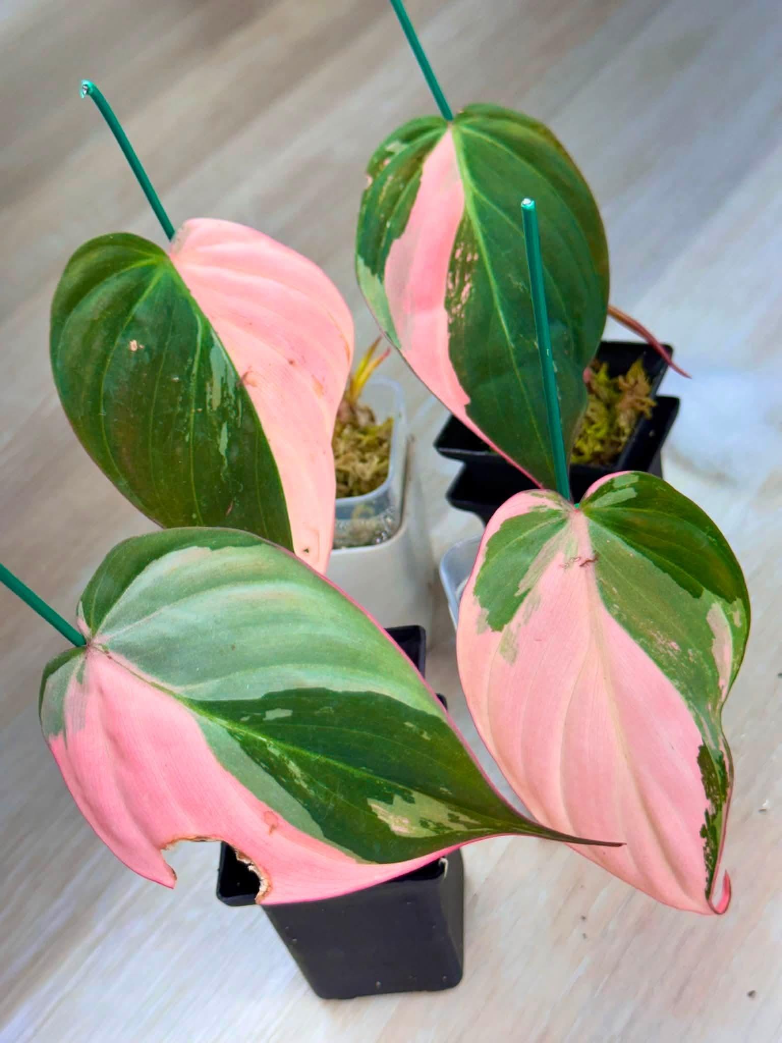 Alocasia nobilis pink variegated - Etsy 日本