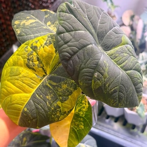 Alocasia nebula - Etsy 日本