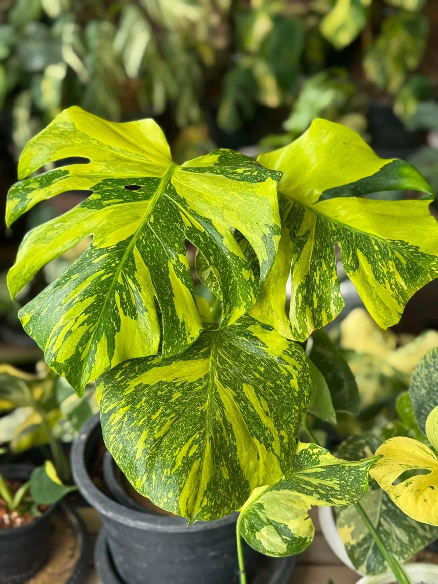 モンステラ　バルバソー　エレクトロライト　レガシー　3株セット Monstera electro light - Etsy 日本