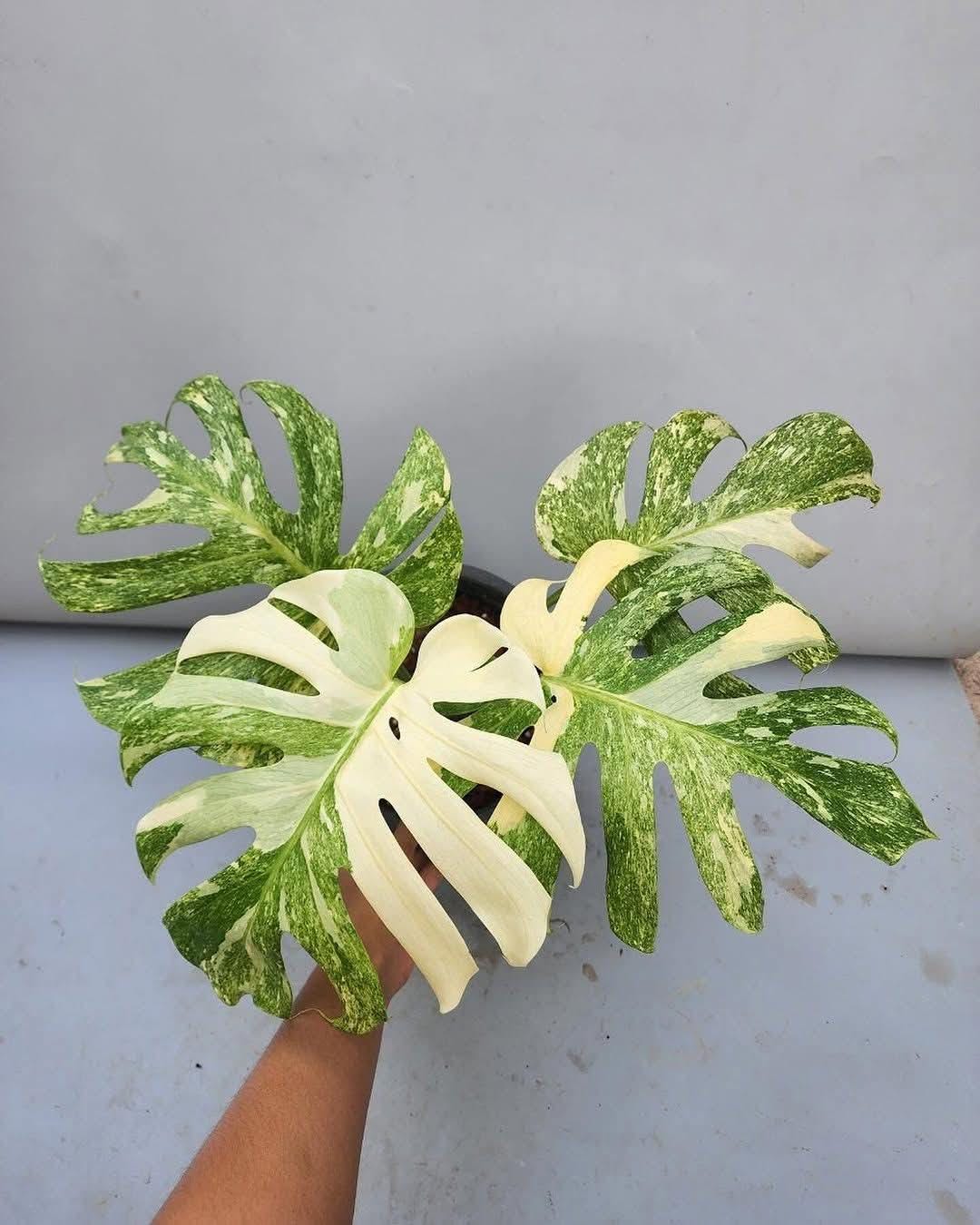 Monstera electro light - Etsy 日本