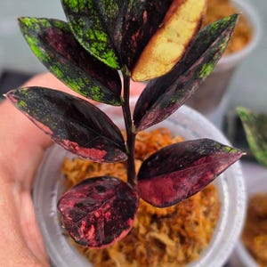 Op de afbeelding: Een kleine Zamioculcas zamiifolia plant met bonte bladeren in tinten van dieppaars, donkergroen en felgeel. De plant staat in een doorzichtige plastic pot gevuld met bruin veenmos, wat de opvallende bladeren van de plant goed laat uitkomen.