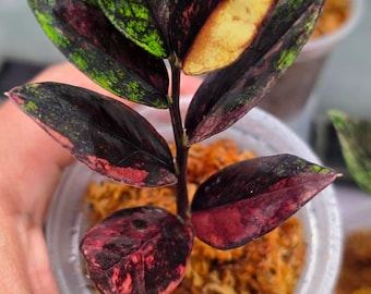 Zamioculcas Zamiifolia negra, vino tinto tricolor, variegada, tallos completos y hoja única enraizada con raíces
