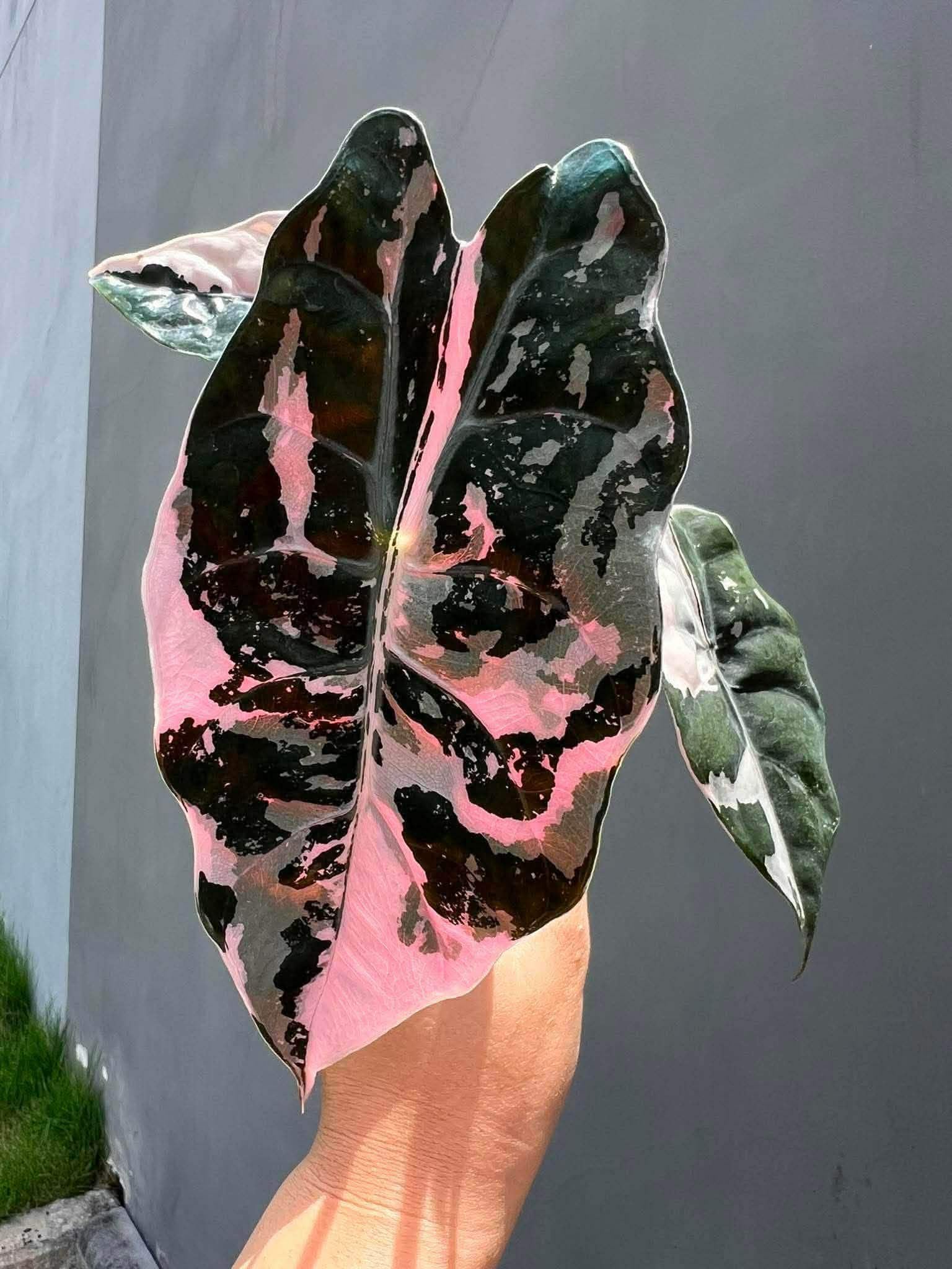 Variegated alocasia melo - Etsy 日本
