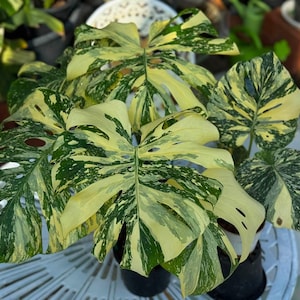 Puede incluir: Una planta Monstera deliciosa albo-variegata con hojas grandes en forma de corazón y fenestraciones marcadas. El follaje presenta un patrón llamativo de verde bosque profundo y variegación blanco crema en toda la superficie.