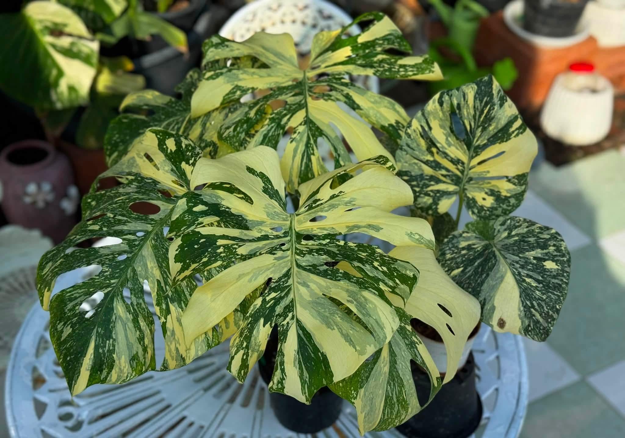 Monstera electro light - Etsy 日本