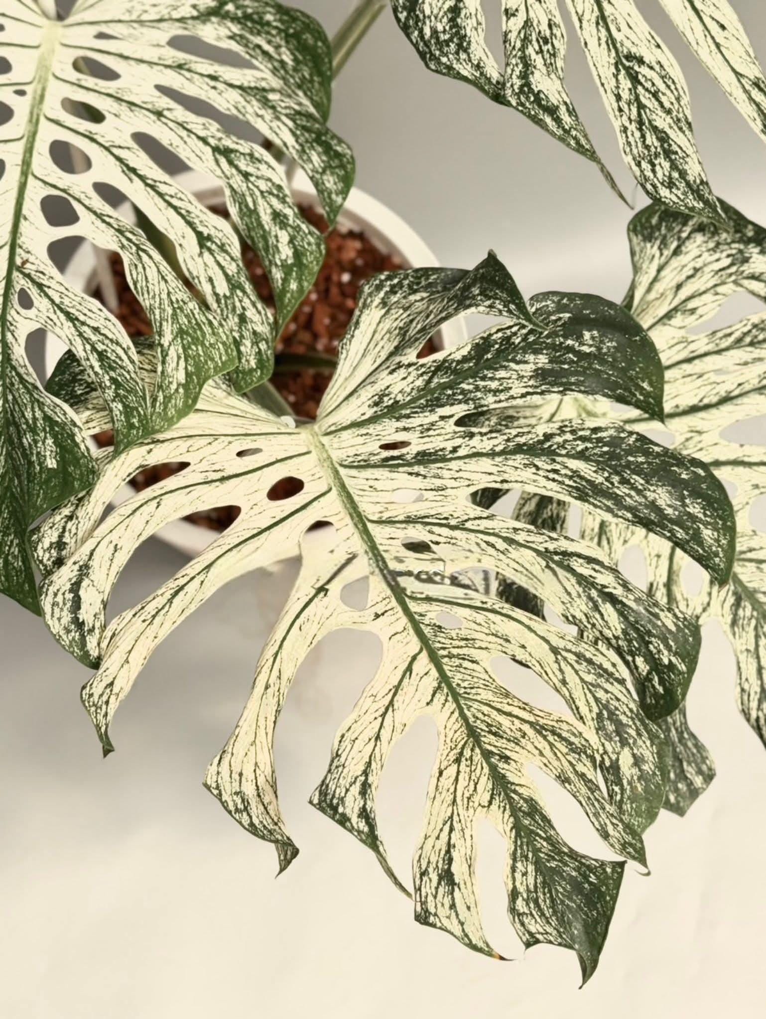 Monstera devil monster - Etsy 日本