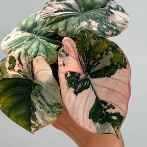アロカシア　ネブラ（ネビュラ）　アルボ（白斑入り） （整理番号033） Alocasia nebula - Etsy 日本
