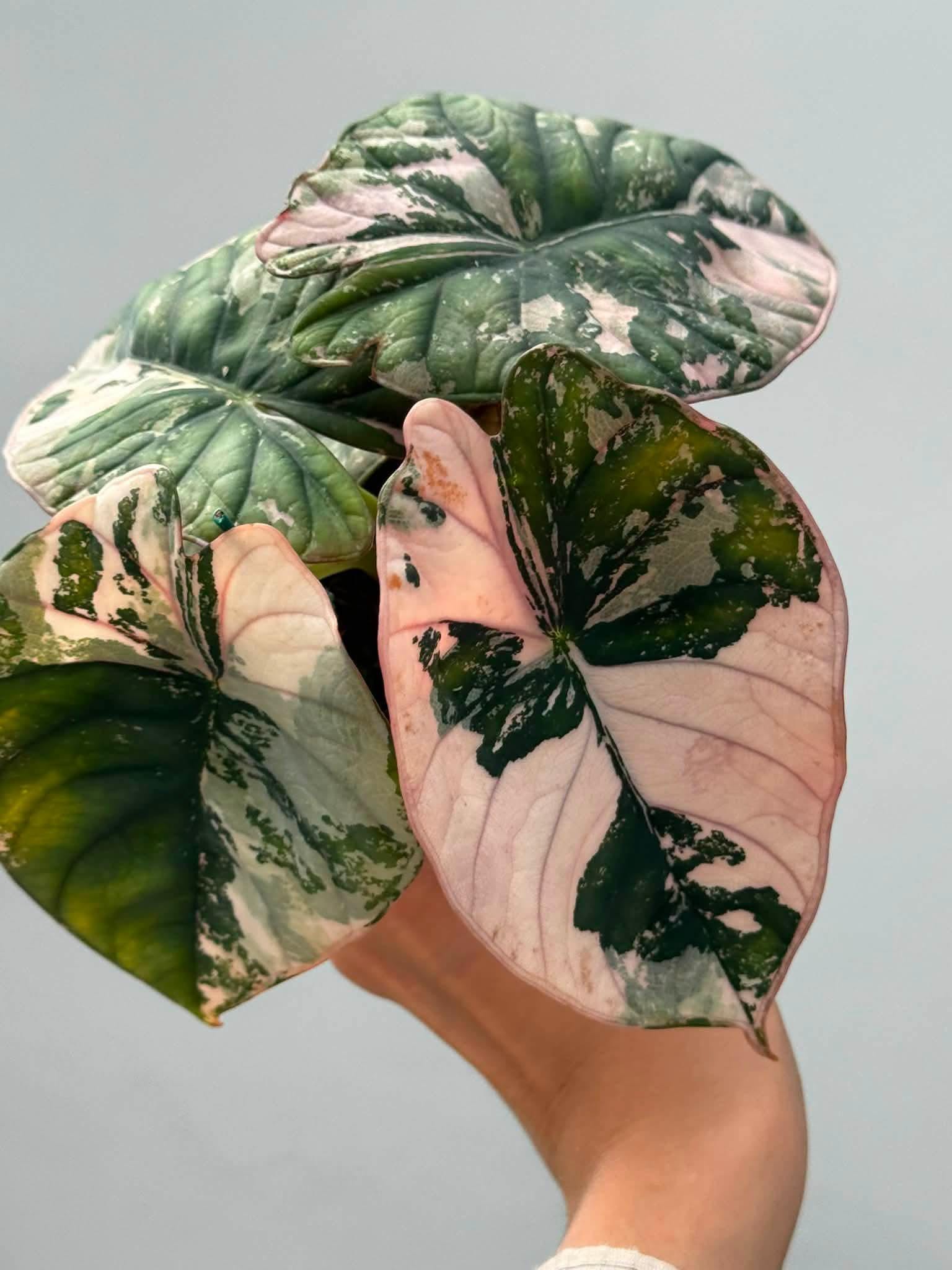 Alocasia nebula - Etsy 日本