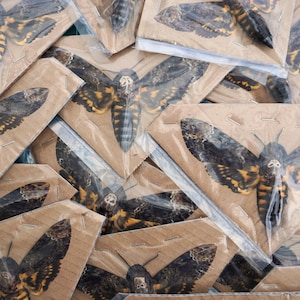 May include: A collection of death's-head hawkmoth specimens, each individually preserved and mounted on a triangular piece of brown cardboard, then sealed within a clear plastic sleeve. The moths feature dark wings with yellow markings.