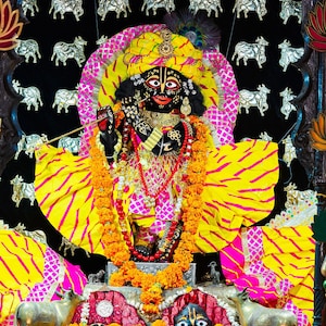 Radha Gopinath fototryck | Krishna gul rosa klänning svart bakgrund | Vrindavan gudomlig darshan | hinduisk tempelväggkonst