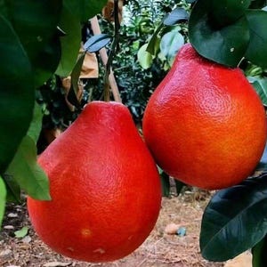 12+ rote Pomelosamen zum Anpflanzen, Citrus Maxima Samen, süße rotfleischige Pomelo, exotische tropische Obstbaumsamen, Hausgarten