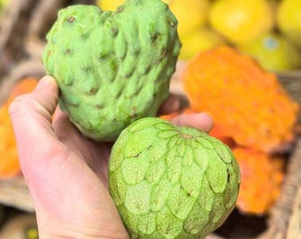 Cherimoya-Samen (Annona cherimola) | Hochwertige Cherimoya-Samen | Süße Tropenfrucht | Seltene, traditionelle Gartensamen