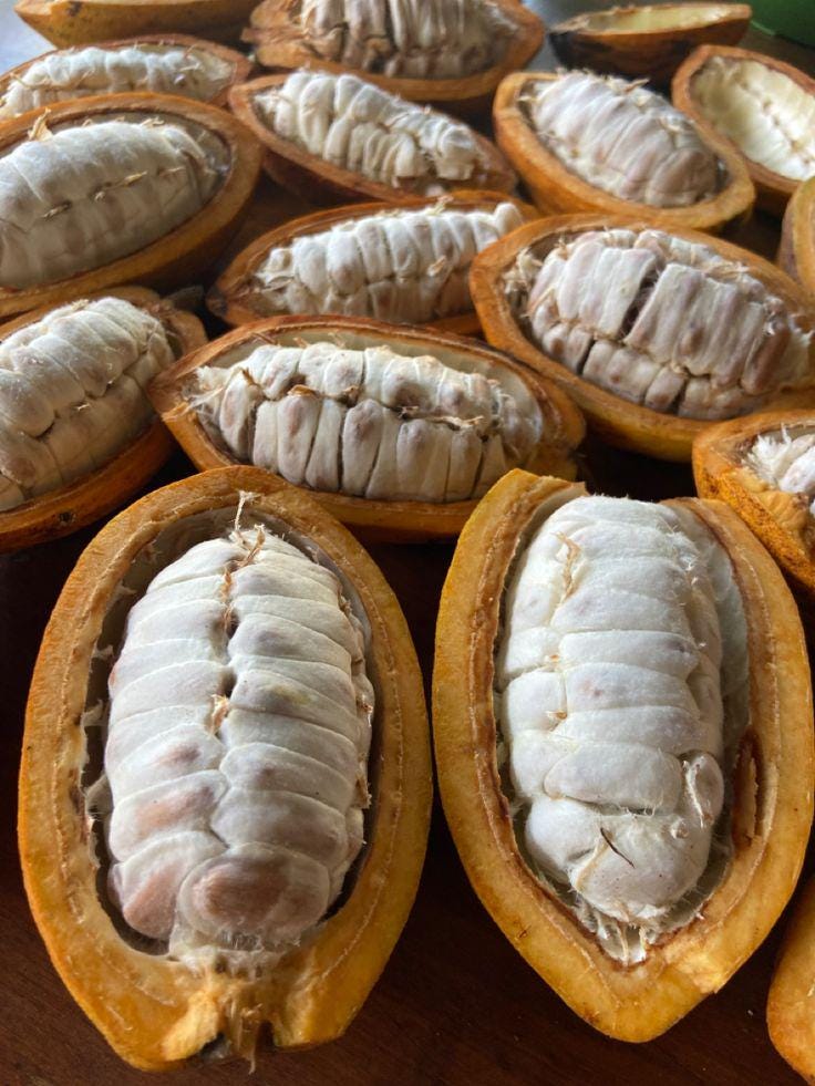 Cacao seeds - Etsy 日本