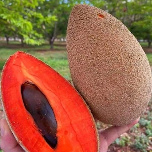 Könnte beinhalten: Eine Mamey-Sapote-Frucht, dargestellt in zwei Teilen: eine ganze Frucht mit rauer, brauner, texturierter Schale und eine halbierte Frucht, die ein leuchtend orange-rotes Fruchtfleisch und einen großen, glatten, dunkelbraunen Kern zeigt.