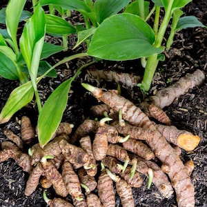 Puede incluir: Un grupo de rizomas de cúrcuma cosechados con piel rugosa, marrón y segmentada, y pequeños brotes verdes, sobre tierra oscura bajo hojas verdes vibrantes, anchas y lanceoladas que se extienden hacia arriba en un entorno de jardín.