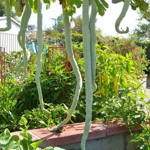 Op de afbeelding: Verschillende lange, slanke, lichtgroene slangenkalebassen hangen verticaal aan een latwerk in een tuin. De kalebassen hebben een gladde, bleke schil en gebogen, langwerpige vormen, hangend boven een lage bakstenen muur met groen.