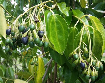 14+ Ceylon-Zimtsamen zum Anpflanzen – Echter Zimtbaum (Cinnamomum verum)