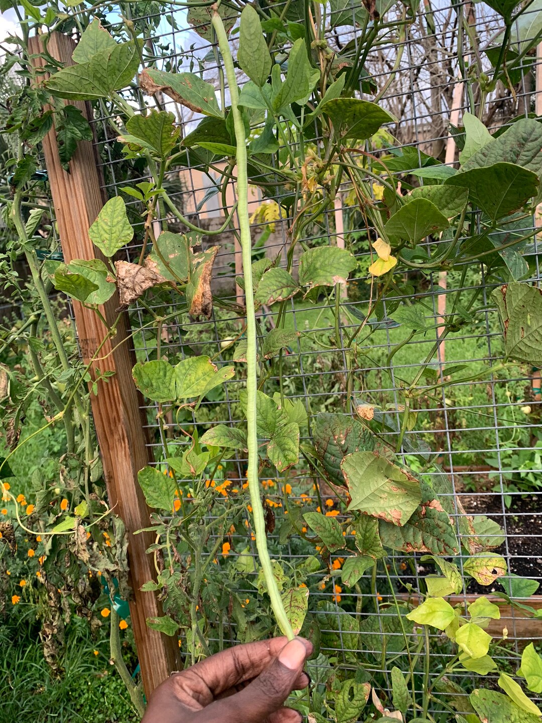 Asparagus Long Bean/ Japanese Long Bean. opopen Pollinated Etsy