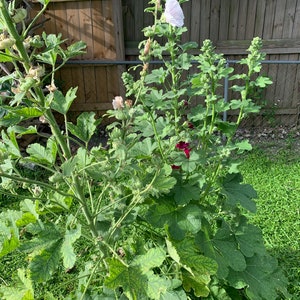 Hollyhocks - Powder pink