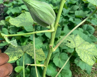 Motherland Okra - UJAMAA SEEDS