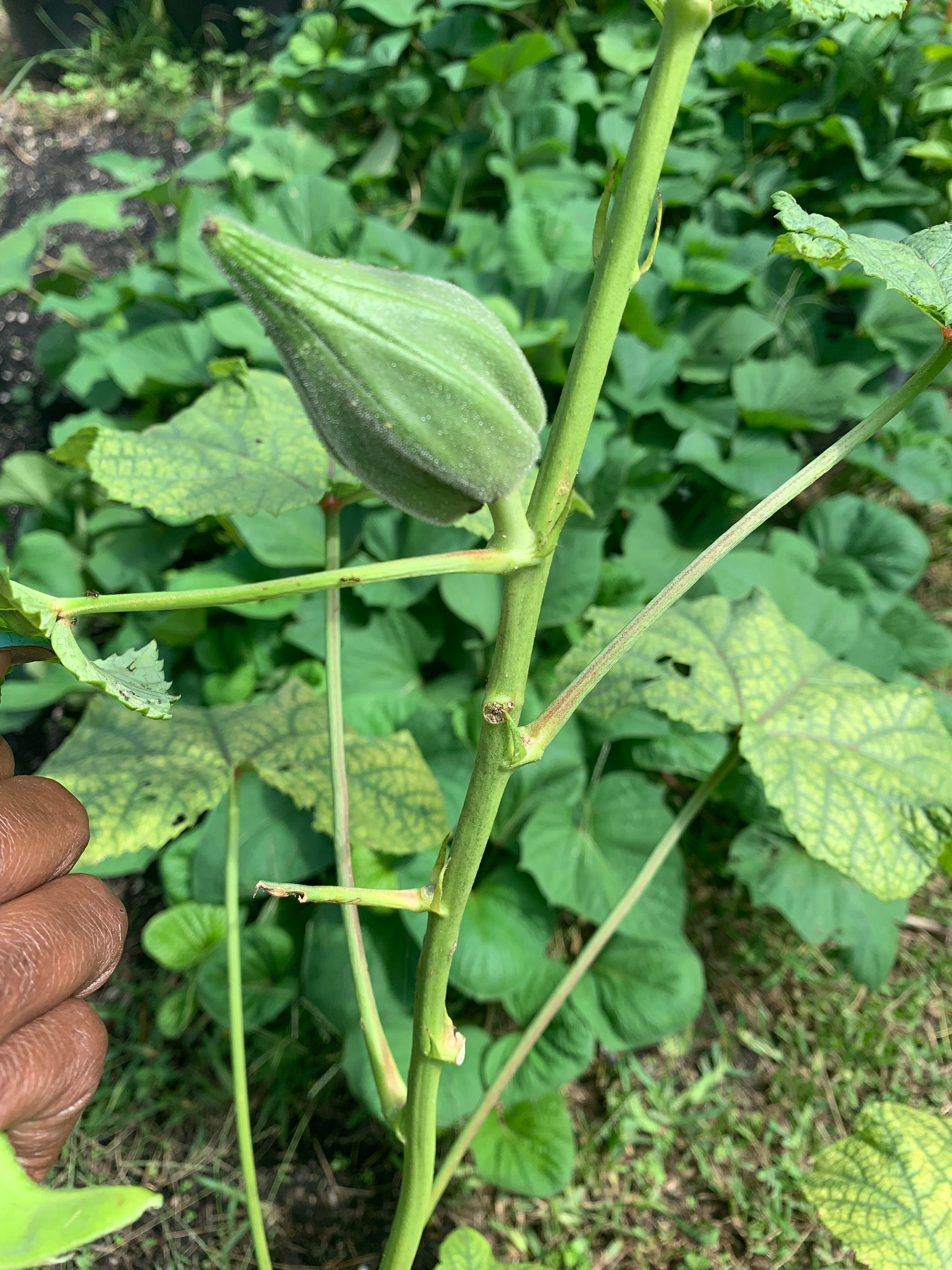 Motherland Okra African Etsy