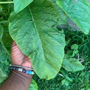 Jamaican Callaloo