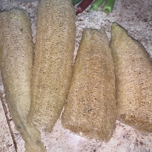 Luffa seeds