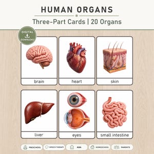 May include: A set of Human Organs Three-Part Cards featuring 20 organs. The cards display realistic illustrations of a brain, heart, skin, liver, eyes, and small intestine with their corresponding labels printed in black text below each image.