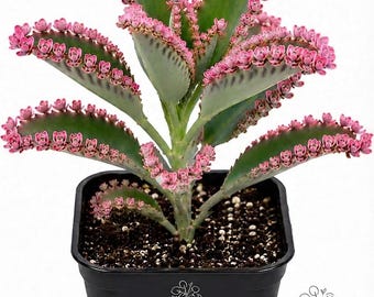 May include: A Kalanchoe daigremontiana succulent plant with green, serrated leaves edged in small pink plantlets, potted in a black square plastic container. The pot features the white text Planthaven MARKET and a line art logo of a plant.