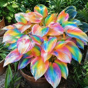 May include: A potted hosta plant featuring broad, heart-shaped leaves with a vibrant, multi-colored pattern. Each leaf displays a spectrum of rainbow colors, including streaks of yellow, orange, pink, purple, and blue, blending into white veins.