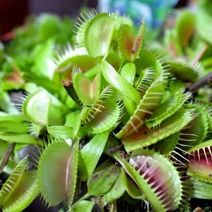 Pu&ograve; includere: Una pianta Dionaea muscipula con molteplici foglie articolate di colore verde brillante e spine marginali intrecciate. L'interno dei lobi della trappola presenta una colorazione rosso-rosata, radicata in terriccio scuro e umido in un vaso.