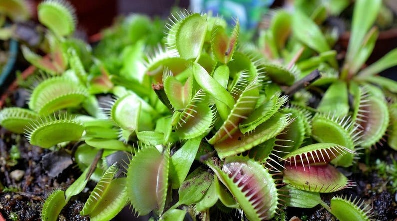 Pu&ograve; includere: Una pianta Dionaea muscipula con molteplici foglie articolate di colore verde brillante e spine marginali intrecciate. L'interno dei lobi della trappola presenta una colorazione rosso-rosata, radicata in terriccio scuro e umido in un vaso.