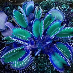 May include: A Venus flytrap plant featuring multiple vibrant green and deep blue hinged leaves with sharp, white, tooth-like cilia along the edges. The plant is surrounded by a dense, dark purple and black textured moss-like growth.