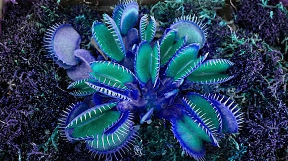 Venus Fly Trap Seeds, Carnivorous Plant, Indoor Outdoor Gardening