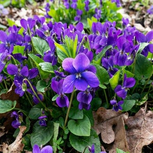 May include: A dense cluster of vibrant purple violet flowers with five petals each, featuring small white centers and yellow stamens. The flowers are surrounded by heart-shaped green leaves and scattered brown fallen leaves on the dark soil.