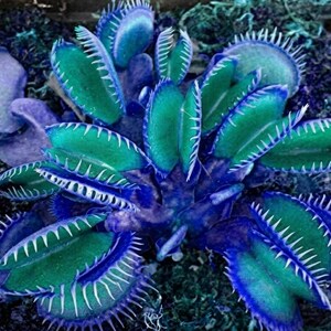 Pu&ograve; includere: Una pianta Dionaea muscipula con molteplici foglie articolate a forma di mascella dotate di spine marginali bianche e appuntite. Il fogliame presenta una sfumatura vibrante di blu profondo e verde acqua, con interni delle trappole verde saturo.