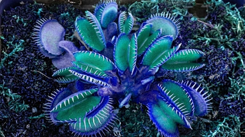 Pu&ograve; includere: Una pianta Dionaea muscipula con molteplici foglie articolate a forma di mascella dotate di spine marginali bianche e appuntite. Il fogliame presenta una sfumatura vibrante di blu profondo e verde acqua, con interni delle trappole verde saturo.