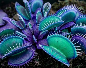 Blue-Green Venus Fly Trap Seeds, Rare Carnivorous Plant, Indoor Outdoor Growing
