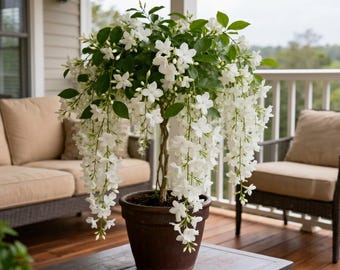 Fragrant Climbing Jasmine Seeds, Fast-Growing Vine, Pollinator Attracting Flower (Non-GMO)