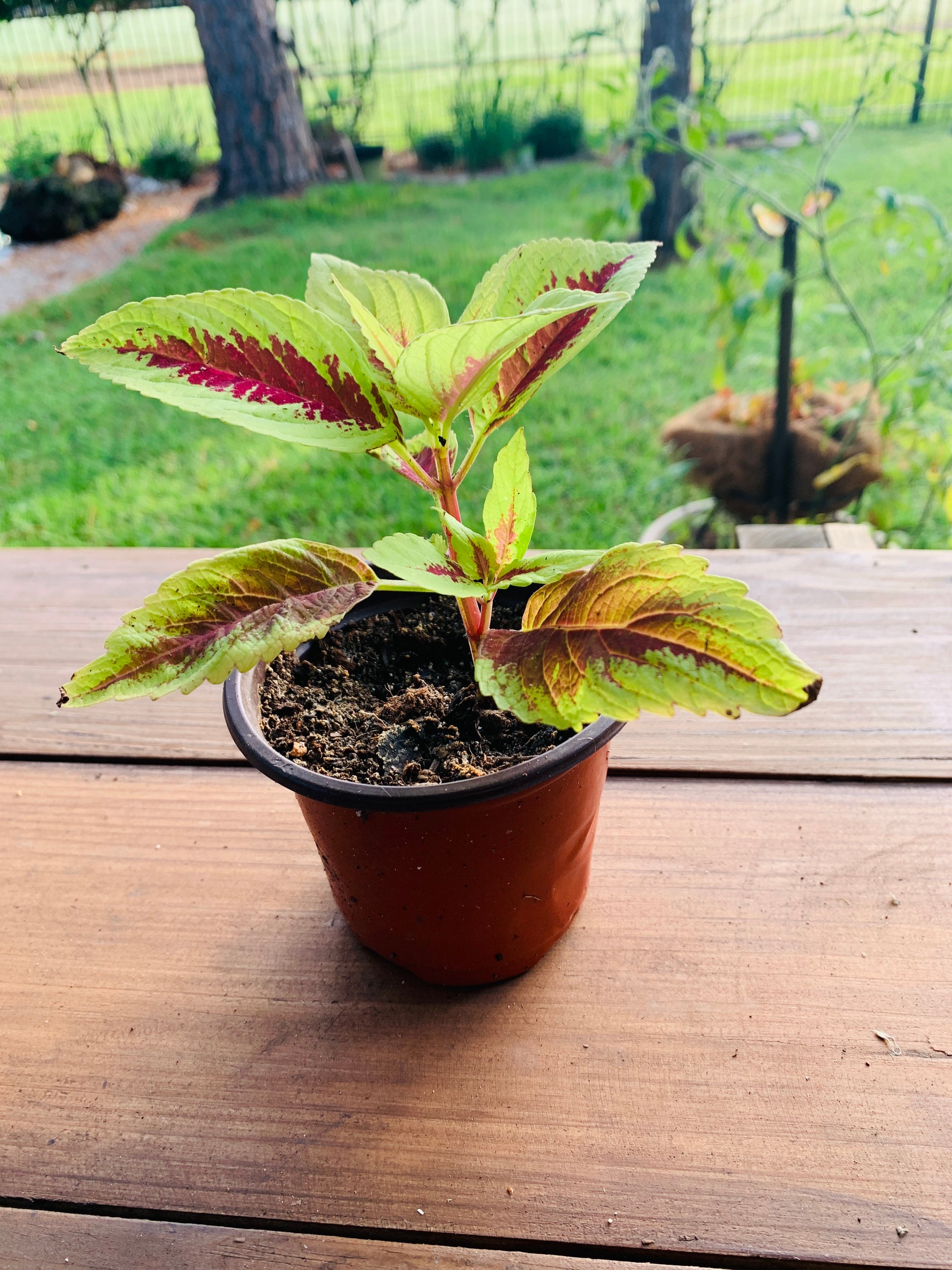 Coleus Live Maroon And Green Potted Plants Etsy