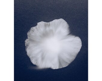 Mushroom Sporeprint- Matte Paper Poster: 200gsm White, Smooth Finish (29 Sizes)